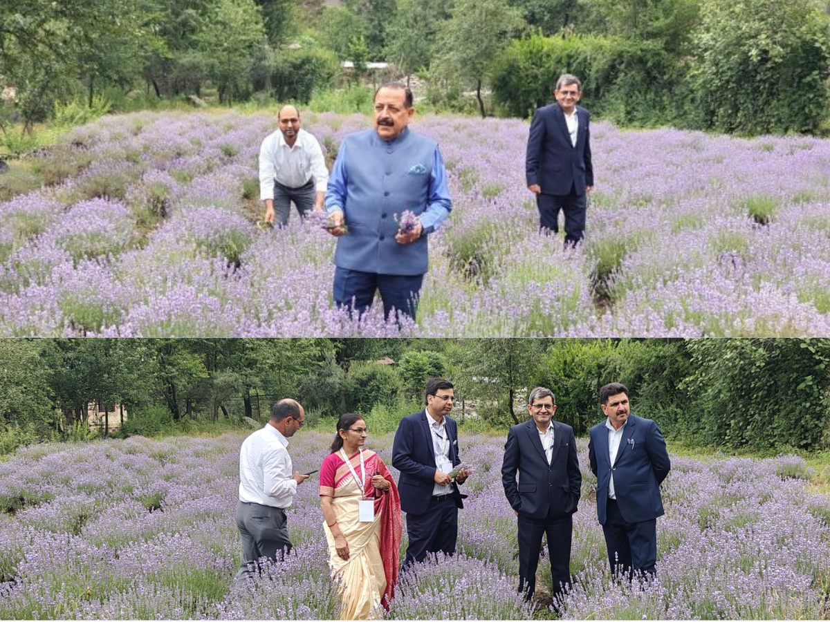 Lavender Field