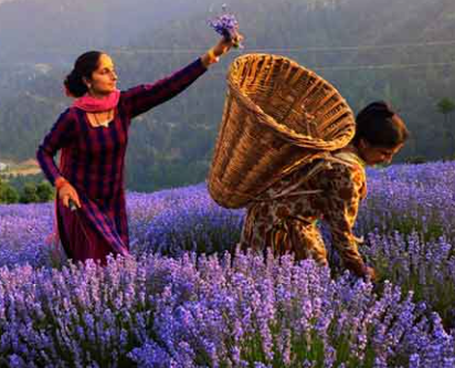 Farming