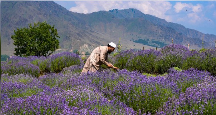 Lavender Festival 2026