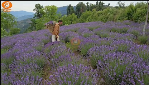 Favourable weather results in bumper Lavander crop