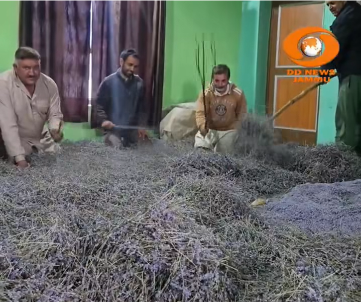 Bhaderwah’s Lavender Revolution Brings Hope to Hill Farmers