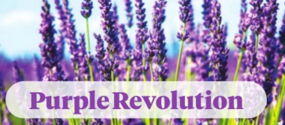 Purple revolution a model for rural communities