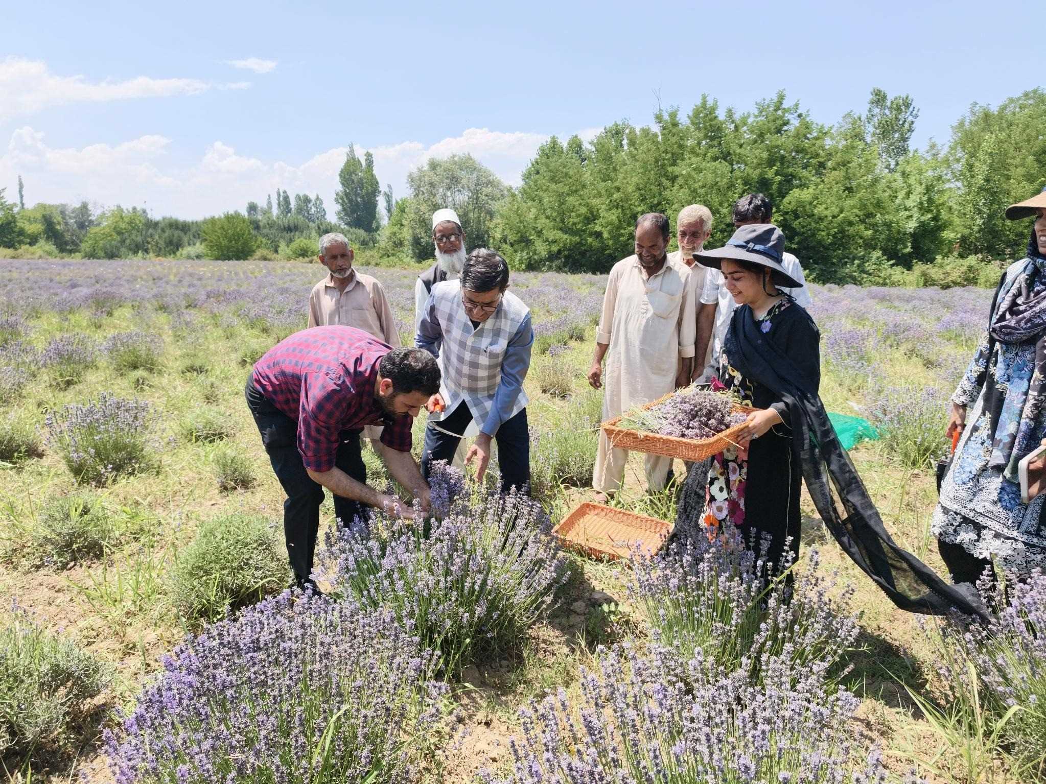 CSIR-IIIM launches Lavender harvest
