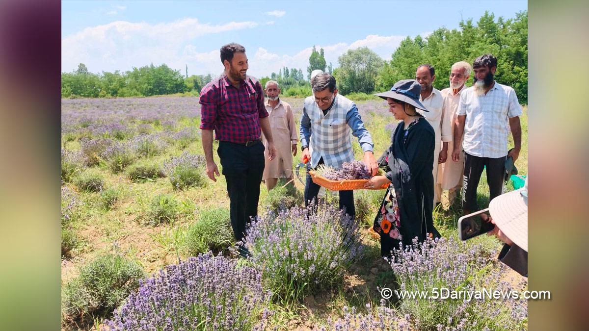 Director CSIR-IIIM Launches Lavender Harvest at Bonera in Pulwama