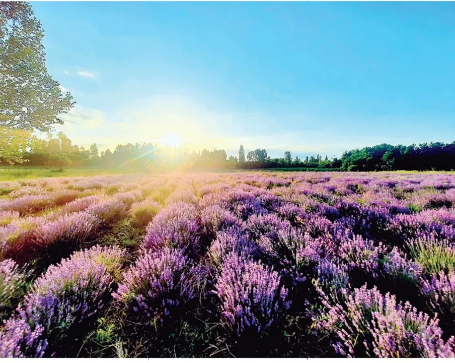 Bonera's research station, Sirhama and Nunar farms fuel Kashmir's purple revolution
