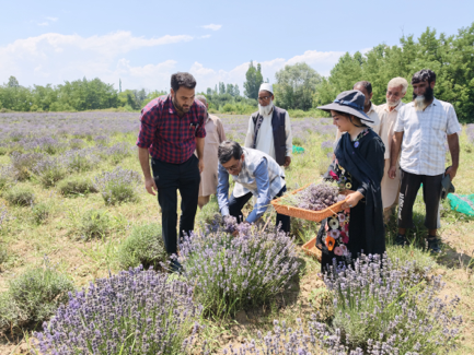 CSIR-IIIM Launches 2026 Lavender Harvest at Bonera, Showcases Science-Driven Rural Transformation
