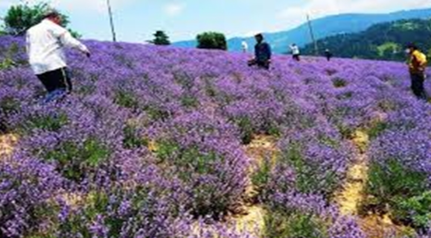 4th Lavender Festival