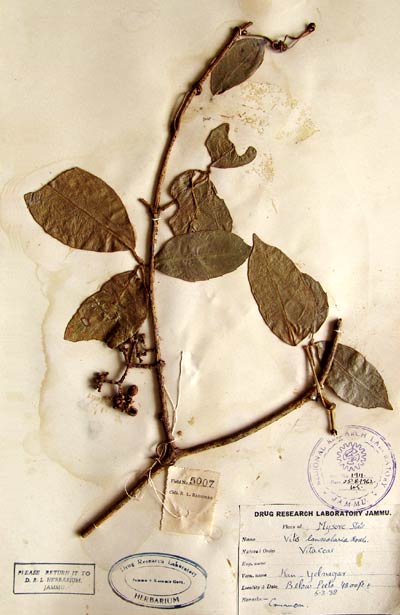 Vitis lanceolaria